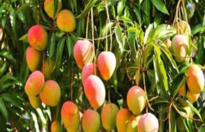 उद्यान रोपणियों में आम मातृवृक्षों में लगे आम फलों की नीलामी 16 और 17 अप्रैल को दोपहर ढाई बजे से की जाएगी