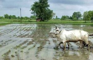 छत्तीसगढ़ में असमय मानसून की एंट्री से ‘खेती पर खतरा’