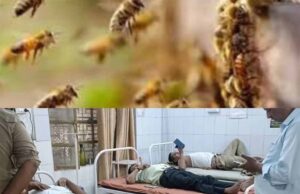ललितपुर में मधुमक्खियों ने कई अधिकारियों पर बोला हमला, 20 घायल, 4 गंभीर