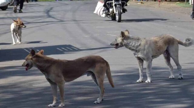 dog.jpg