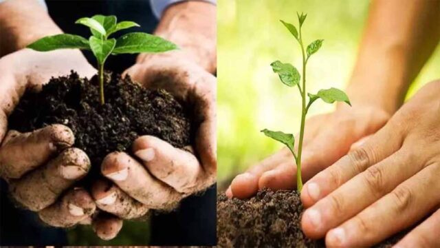 plant.jpg