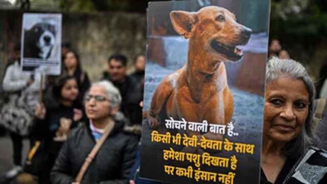 dog-1.jpg