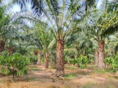एक एकड़ में सवा लाख रुपए का मुनाफा देने वाला पाम ऑयल की खेती