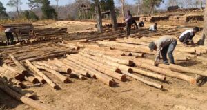 डिजिटल सिस्टम से बढ़ी पारदर्शिता, रोजगार सृजन में वन विकास निगम की नई पहल