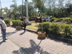 पार्क में ‘घोड़े की मौज’: तीन दिन से घास चर रहा था, नगर पालिका ने किया ‘गिरफ्तार’