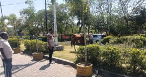 पार्क में ‘घोड़े की मौज’: तीन दिन से घास चर रहा था, नगर पालिका ने किया ‘गिरफ्तार’