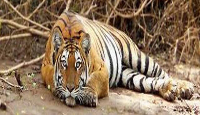 Tiger_01.jpg