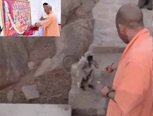 yogi1-8.jpg