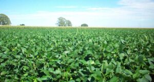 रायपुर : यूरिया का प्रभावी विकल्प बन रही हरी खाद, जशपुर में 600 हेक्टेयर में प्रदर्शन