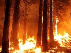 मध्य प्रदेश के जंगलों में धधकती आग, हर दिन 60 जगह जल रही है, अमरकंटक के बाद इन शहरों पर बढ़ा खतरा