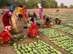 तेंदूपत्ता तुड़ाई से 31 हजार परिवारों को मिलेगा रोजगार, सरकार ने पूरी की सभी तैयारियां