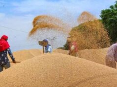 एक लाख 45 हज़ार 71 किसानों से की जा चुकी है 63 लाख 27 हजार 410 क्विंटल गेहूँ की खरीदी : मंत्री राजपूत