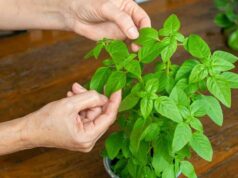 इन पौधों को जरूर बनाएं अपने किचन गार्डन का हिस्सा