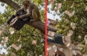 बुलंदशहर में ‘नोटों की बारिश’: बंदर ने दो लाख रुपये का बैग पेड़ से फाड़कर उड़ाए नोट