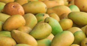 जापान में बैन के बाद सिंगापुर में भारतीय आमों की भारी डिमांड, सुपरमार्केट से मिनटों में हो रहे गायब