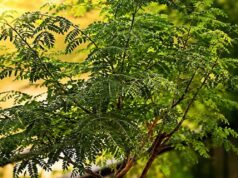 शमी का पौधा: घर में लगाने से दूर होते हैं वास्तु दोष और बढ़ती है समृद्धि