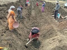 जल गंगा संवर्धन अभियान-पुष्पराजगढ़ में ‘जल गंगा संवर्धन अभियान’ से हो रहा है नहर सुदृढ़ीकरण
