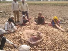 उत्तर प्रदेश में आलू किसानों को राहत की तैयारी: अन्य राज्यों में भेजा जाएगा उत्पादन