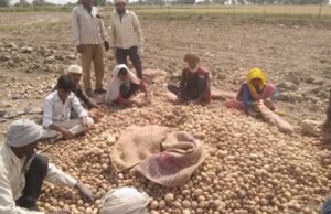 उत्तर प्रदेश में आलू किसानों को राहत की तैयारी: अन्य राज्यों में भेजा जाएगा उत्पादन