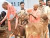 गो सेवा से समृद्धि का मॉडल, यूपी में डेयरी सेक्टर बना ग्रामीण अर्थव्यवस्था का मजबूत आधार
