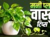 मनी प्लांट लगाने की सही दिशा और फायदे: घर में बढ़ेगी सुख-समृद्धि