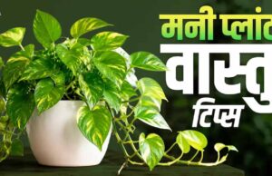 मनी प्लांट लगाने की सही दिशा और फायदे: घर में बढ़ेगी सुख-समृद्धि
