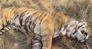 बांधवगढ़ टाइगर रिजर्व में मृत पाये गए नर बाघ का हुआ पोस्टमॉर्टम