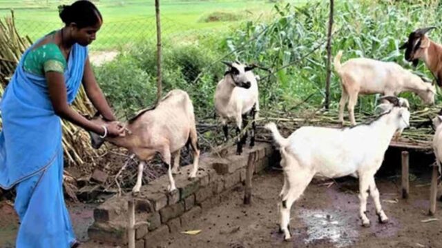 Bakri.jpg