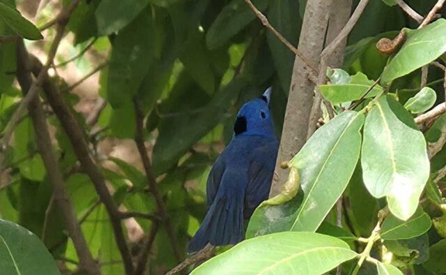 Bird_01.jpg