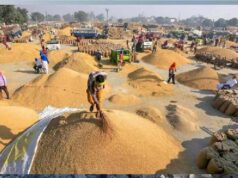 मंडियों में धान की रिकॉर्डतोड़ आवक, पिछले साल के आंकड़े हुए ध्वस्त
