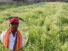 महासमुंद के किसान रतिराम की बदली किस्मत, धनिया की खेती से बढ़ी आमदनी