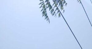एमपी ट्रांसको ने सुरक्षित दूरी सुनिश्चित कर मानव जीवन को जोखिम से बचाया