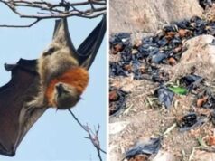 नौतपा की भीषण गर्मी से बालाघाट बेहाल, मलाजखंड में पारा 45 डिग्री पार
