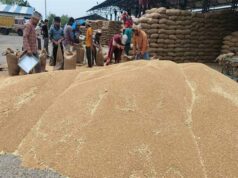 ओमान, यमन, यूएई, कतर, सउदी अरब में मध्यप्रदेश के गेहूँ की बढ़ी साख