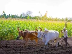योगी सरकार की किसान हितैषी पहल, अनाज खरीद में रिकॉर्ड भुगतान से जीता भरोसा