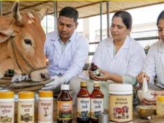गो संरक्षण विशेष : यूपी की पंचगव्य थेरेपी देगी भारतीय चिकित्सा पद्धति को नई दिशा