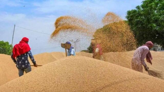 wheat_A_45_3-2.jpg