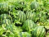 मालवा-निमाड़ में फसल विविधीकरण का असर, केला-चिया-सीताफल जैसी हाई वैल्यू फसलों से बढ़ रही किसानों की आय