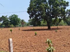 नारायणपुर का मॉडल बना मिसाल, किसानों के खेतों में फलदार क्रांति