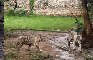 कान्हा में CDV का खतरा, ग्वालियर जू अलर्ट पर; बाघिन मीरा के तीनों शावक फिलहाल आइसोलेशन में रहेंगे