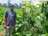 उद्यानिकी विभाग की योजना से बदली किसान की किस्मत, खीरे की वैज्ञानिक खेती बनी वरदान
