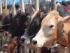 गो संरक्षण विशेष-मेगा कैंपेन चलाकर घर-घर पहुंचाया जाएगा ‘जहर मुक्त भोजन’