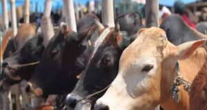 गो संरक्षण विशेष-मेगा कैंपेन चलाकर घर-घर पहुंचाया जाएगा ‘जहर मुक्त भोजन’