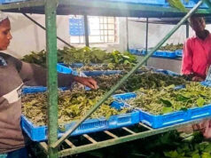 नारायणपुर में रेशम से बुनी जा रही आत्मनिर्भरता की नई कहानी, कोसापालन ने बदली ग्रामीणों की तकदीर