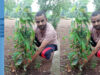 झाबुआ जिला अध्यक्ष रविंद्र भाटी ने आम के वृक्ष झाबुआ में लगाए