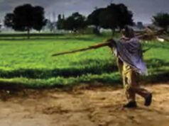 CG में बारिश थमते ही खेती पर असर, बोवनी और रोपाई का काम हुआ प्रभावित