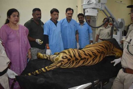 खिवनी अभयारण्य से लाए गए घायल बाघ “युवराज” का वन विहार में हो रहा उपचार