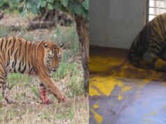 युवराज बाघ का खिवनी अभ्यारण से वन विहार तक का सफर