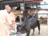 योगी सरकार पशुओं के लिए बनाएगी अत्याधुनिक सुविधाओं से लैस अस्पताल