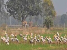 योगी सरकार का बड़ा फैसला, मैनपुरी में विकसित होगा मयंक ऋषि पक्षी विहार